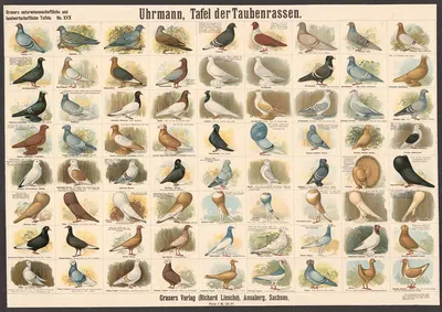 Pigeon breeds by E. Schiewick, 1909 — digital art print download