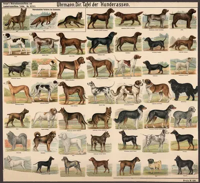 Dog breeds by Э. Шивик, 1909 — digital art print download