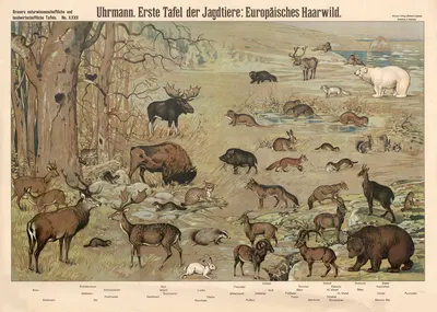 European game animals by E. Schiewick, 1909 — digital art print download