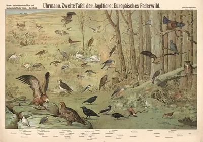 European game birds by Э. Шивик, 1909 — digital art print download