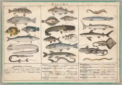 Fische by Эмиль Хохданц Ко., 1870 — digital art print download