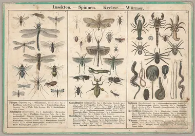 Insekten – Spinnen – Krebse – Würmer by Emil Hochdanz Co., 1870 — digital art print download