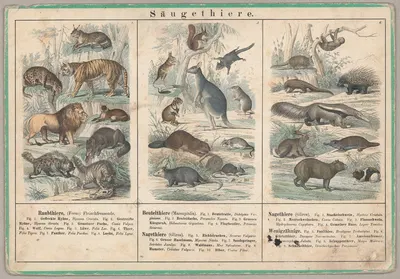 Säugethiere by Emil Hochdanz Co., 1870 — digital art print download