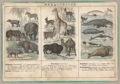 Säugethiere by Emil Hochdanz Co., 1870 — digital art print download