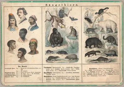 Säugethiere by Emil Hochdanz Co., 1870 — digital art print download