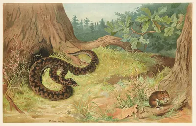 Adder by Emil Schmidt, 1882 — digital art print download