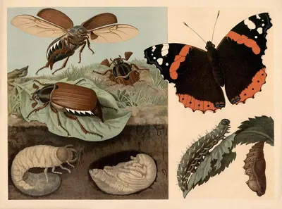 Cockchafer and butterfly by Emil Schmidt, 1882 — digital art print download
