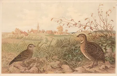 Common quail (Coturnix communis) by Emil Schmidt, 1882 — digital art print download