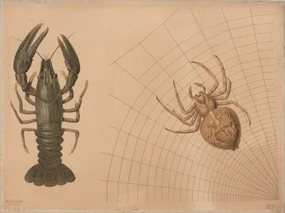 Crayfish and spider by Emil Schmidt, 1882 — digital art print download