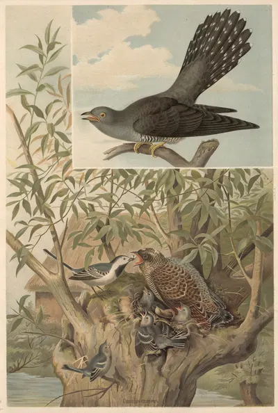 Cuckoo by Emil Schmidt, 1882 — digital art print download