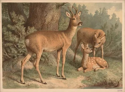 Deer by Emil Schmidt, 1882 — digital art print download
