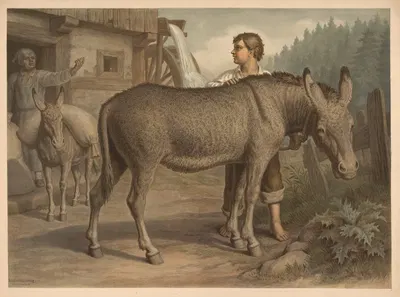 Donkey by Emil Schmidt, 1882 — digital art print download