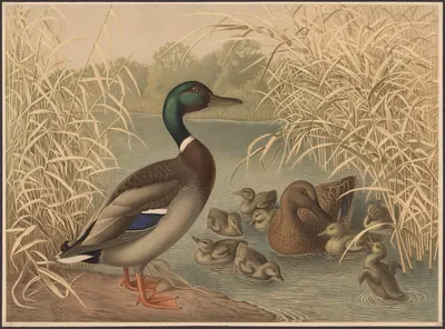 Ducks by Emil Schmidt, 1882 — digital art print download