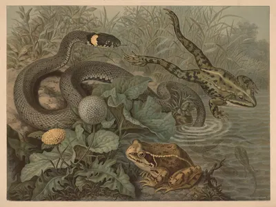Frog and rattlesnake by Emil Schmidt, 1882 — digital art print download