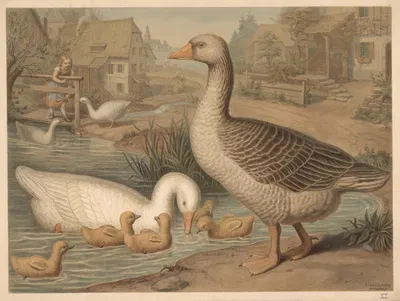 Goose by Emil Schmidt, 1882 — digital art print download