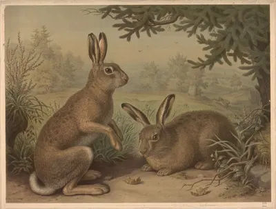 Hare by Emil Schmidt, 1882 — digital art print download