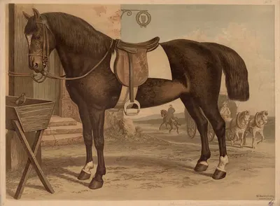 Horse by Emil Schmidt, 1882 — digital art print download