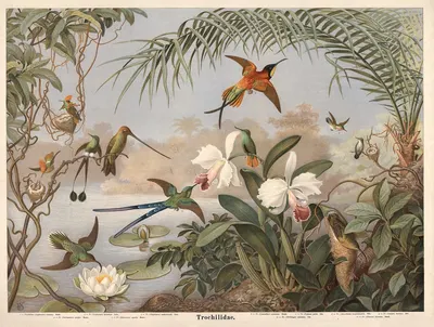 Hummingbird by Emil Schmidt, 1882 — digital art print download
