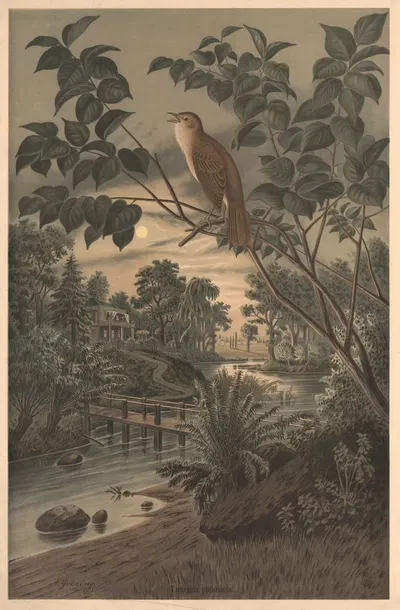 Nightingale by Emil Schmidt, 1882 — digital art print download