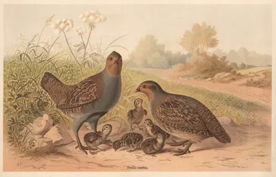 Partridges (Perdix cinerea) by Emil Schmidt, 1882 — digital art print download