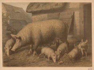 Pig by Emil Schmidt, 1882 — digital art print download