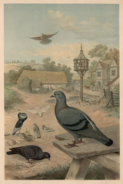 Pigeons by Emil Schmidt, 1911 — digital art print download