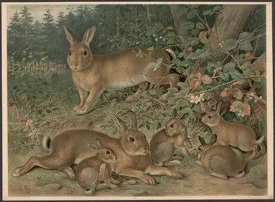Rabbits by Emil Schmidt, 1882 — digital art print download
