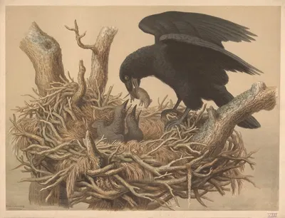 Raven by Emil Schmidt, 1882 — digital art print download
