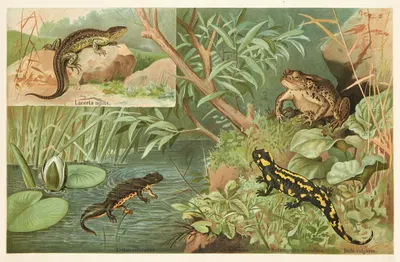 Salamander, lizard, toad by Emil Schmidt, 1882 — digital art print download