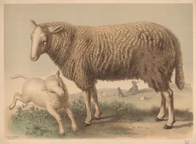 Sheep by Emil Schmidt, 1882 — digital art print download