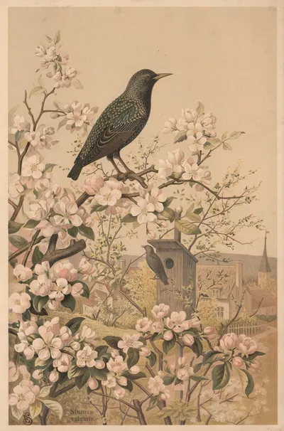 Starling by Emil Schmidt, 1882 — digital art print download