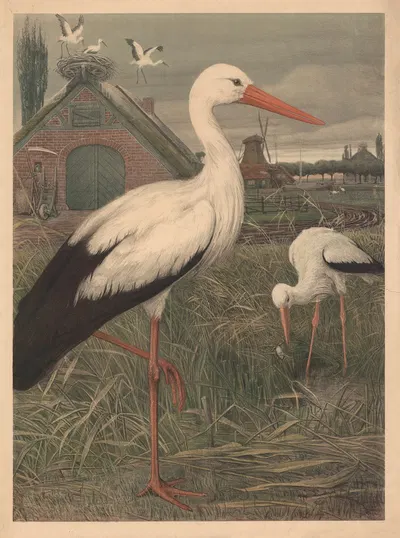 Stork by Emil Schmidt, 1882 — digital art print download