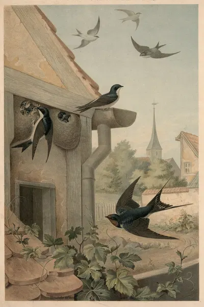 Swallows by Emil Schmidt, 1911 — digital art print download