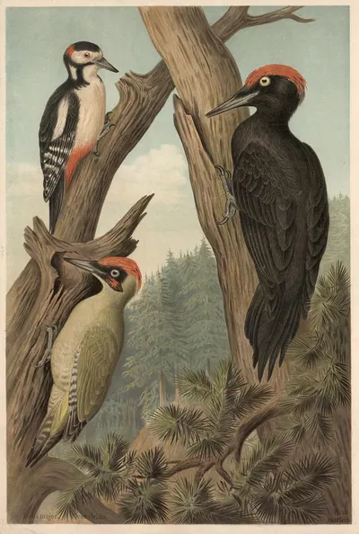 Woodpecker by Emil Schmidt, 1882 — digital art print download