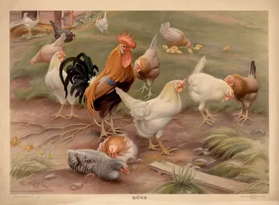 Chickens by Ernst Küsel, 1929 — digital art print download