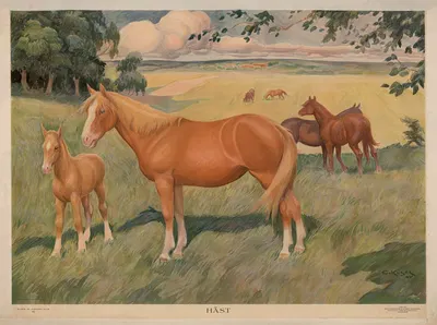 Horse by Ernst Küsel, 1920 — digital art print download