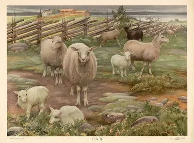 Sheep by Ernst Küsel, 1920 — digital art print download