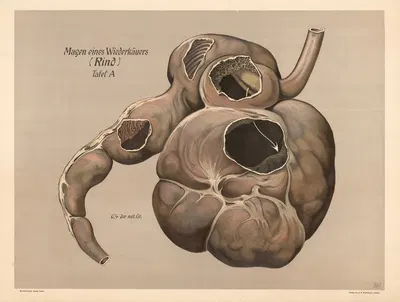 Stomach of a ruminant (cattle) by F. E. Wachsmuth, 1907 — digital art print download