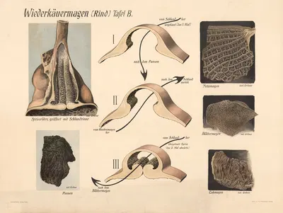 Ruminant stomach (cattle) by F. E. Wachsmuth, 1907 — digital art print download