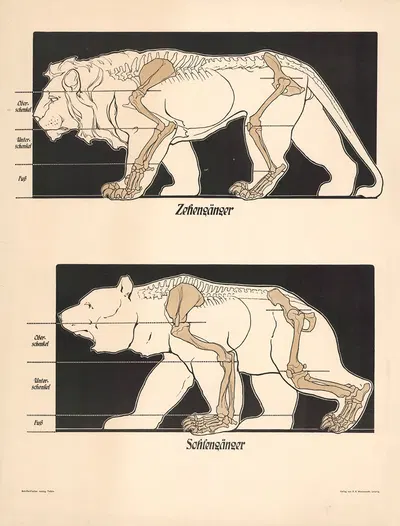 Digitigrade, Plantigrade by F. E. Wachsmuth, 1907 — digital art print download
