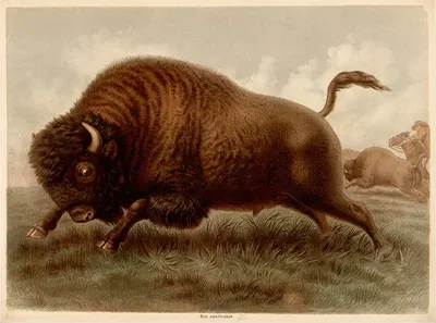 American bison (Bos americanus) by F. E. Wachsmuth, 1890 — digital art print download