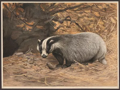 Badger (Meles taxus) by F. E. Wachsmuth, 1890 — digital art print download