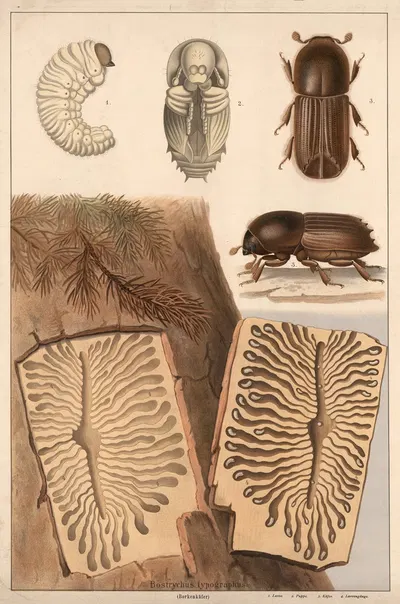 Bark beetle (Bostrychus typographus) by F. E. Wachsmuth, 1890 — digital art print download