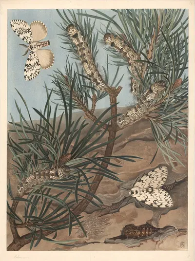 Black arches (Nun moth) by F. E. Wachsmuth, 1890 — digital art print download