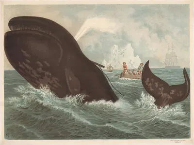 Bowhead whale by F. E. Wachsmuth, 1890 — digital art print download