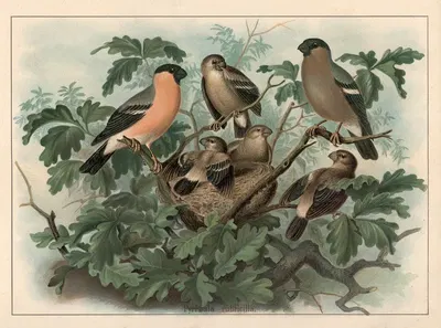 Bullfinch (Pyrrhula pyrrhula) by F. E. Wachsmuth, 1890 — digital art print download