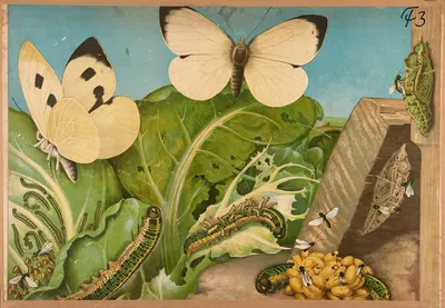 Cabbage butterfly by F. E. Wachsmuth, 1890 — digital art print download