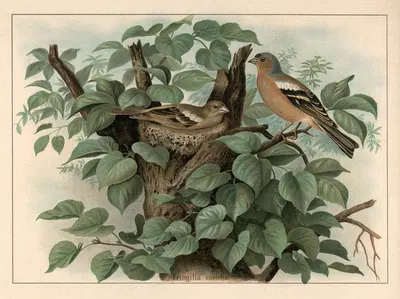 Chaffinch (Fringilla coelebs) by F. E. Wachsmuth, 1890 — digital art print download