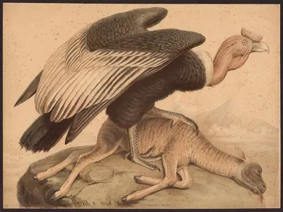 Condor (Sarcoramphus gryphus) by Ф. Э. Вахсмута, 1890 — digital art print download