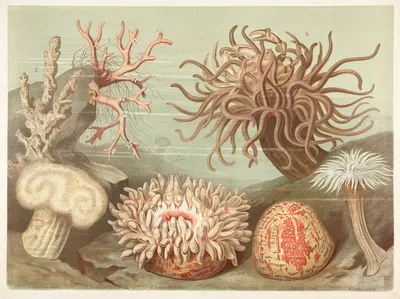 Corals and sea anemones by F. E. Wachsmuth, 1890 — digital art print download
